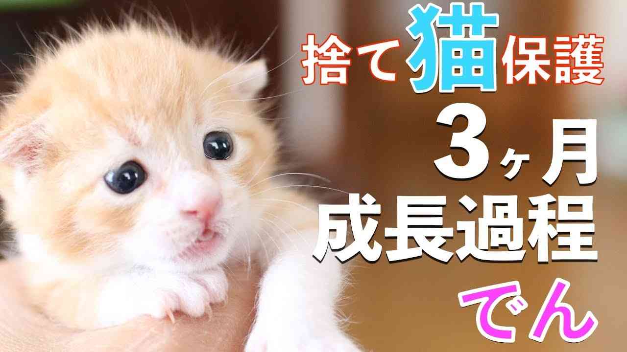 捨て猫でんの成長記録：捨て猫をゴミ袋から保護してからの３ヶ月の成長過程まとめ - YouTube
