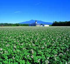 焼酎派の方！芋？麦？米？何が好みですか？