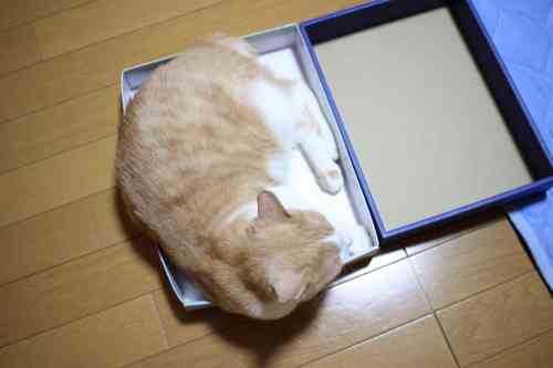 銀のスプーン塩分濃いっ！｜ねこんちゅ♪