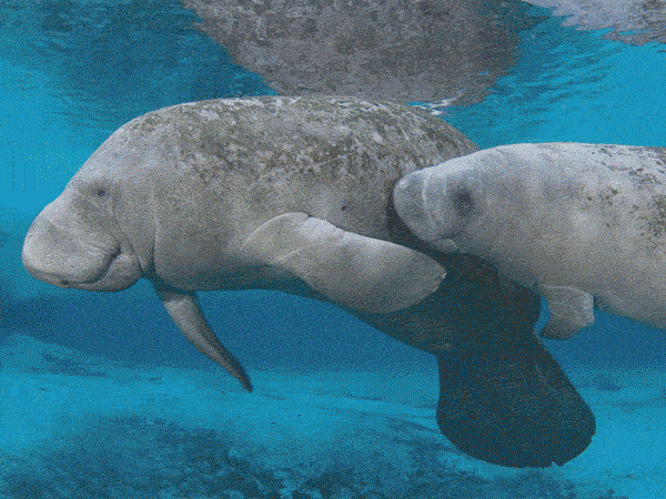 【動物】親子の画像！