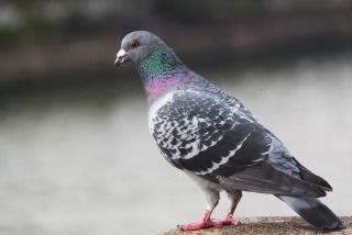 自宅の鳥などの被害の対策方法教えてください‼