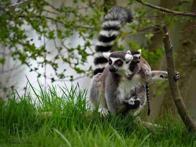 【動物】親子の画像！
