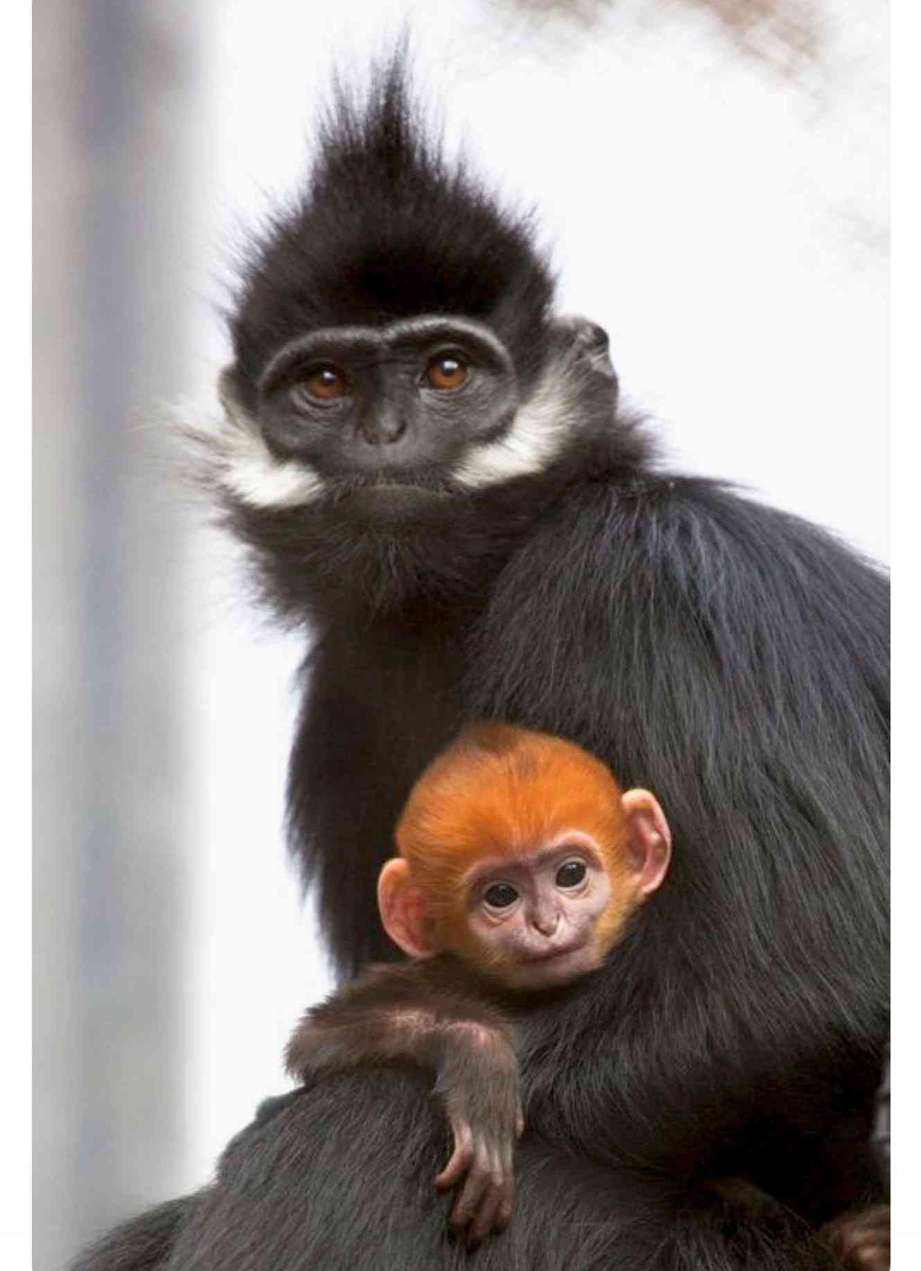 【動物】親子の画像！