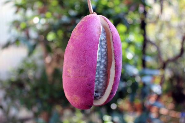 庭に果樹植えてる方