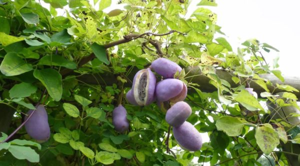 庭に果樹植えてる方