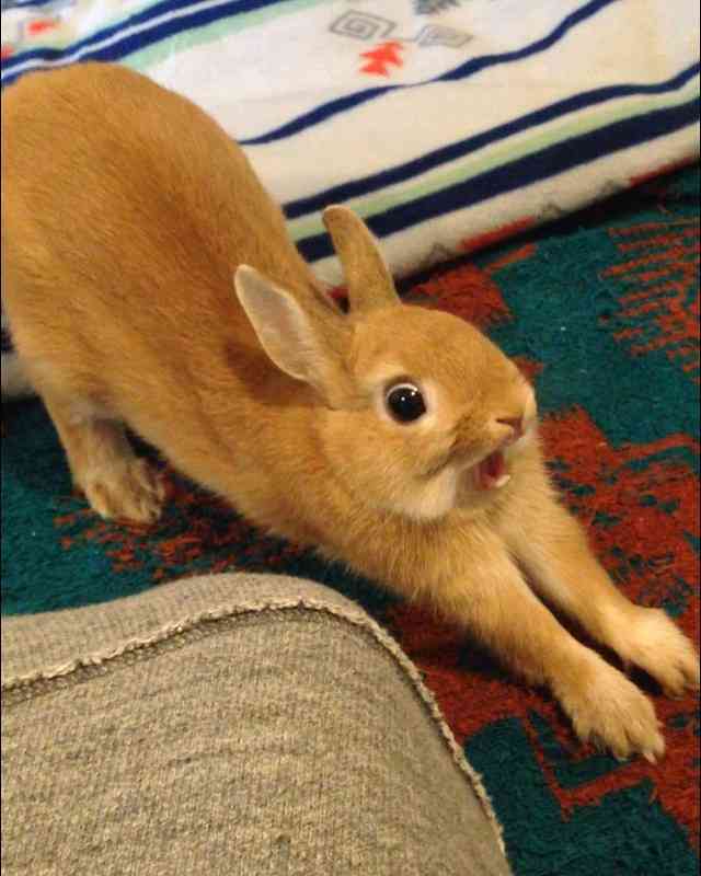【画像】助けて～!と叫んでいそうな動物たち
