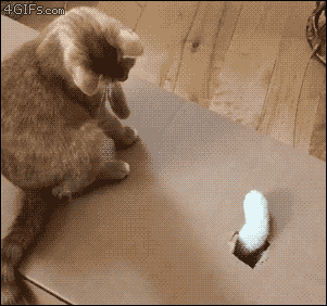 何かに夢中の動物たち