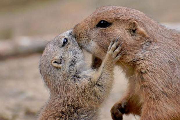 【画像】小動物の写真や動画が見たい！【癒し】