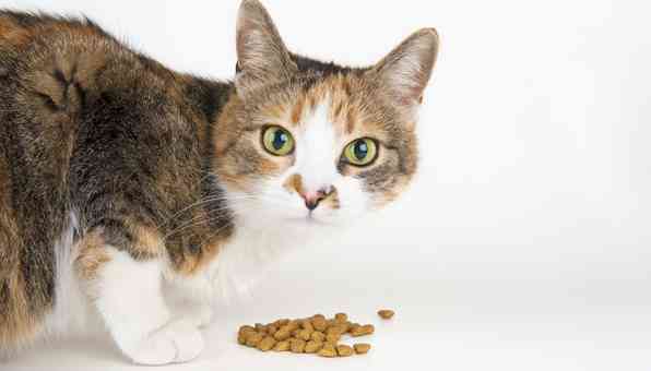 半生のキャットフードがない理由。セミモイストは猫にとって危険！？ | Catchu きゃっちゅ