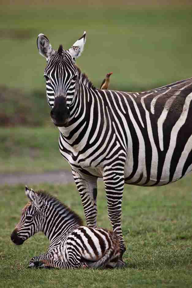 【動物】親子の画像！