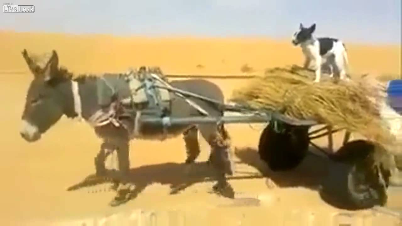 Funny Dog riding Donkey lol 2014 Funny - YouTube