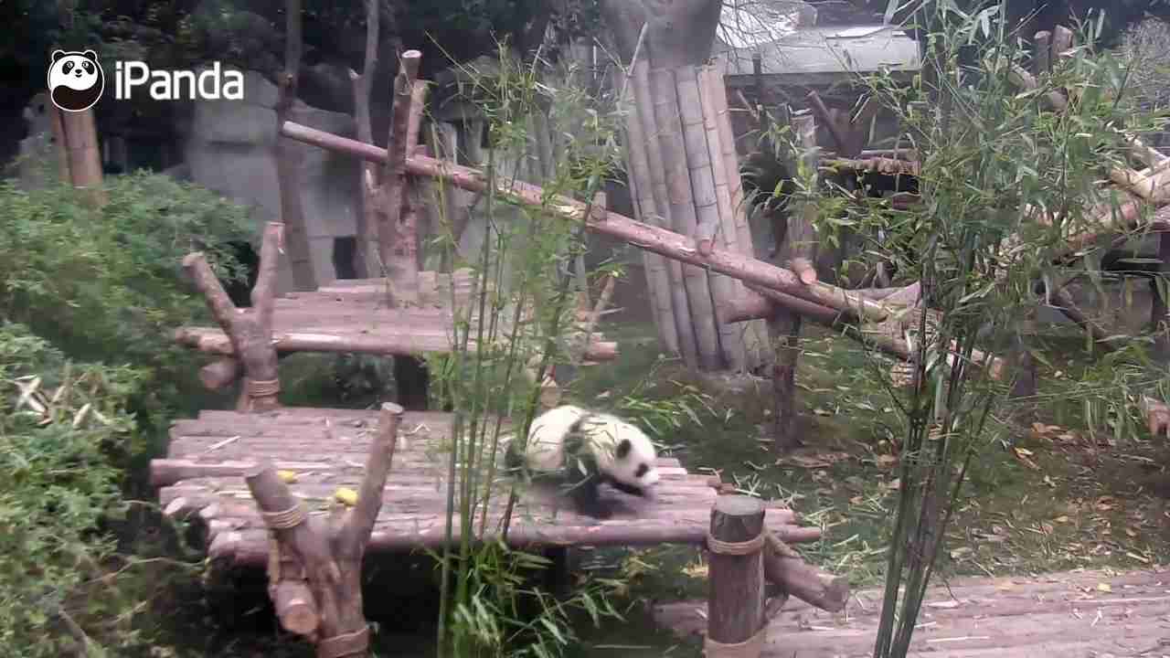 Facebookで話題！飼育員の足にしがみつき邪魔をするパンダが可愛すぎる！ - YouTube