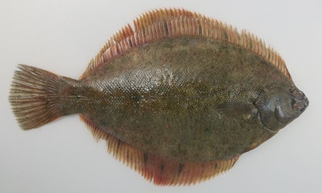 綺麗好きは元の性格？習慣？