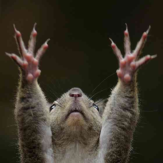 色んな肉球を見てみたい