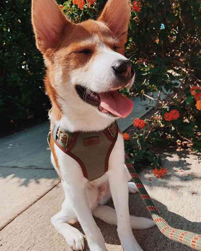 ローラ、保護犬引き取ったことを報告「心を奪われて…」