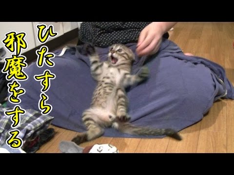 【第62話】家事をひたすら邪魔する子猫（面白い＆可愛い子猫） - YouTube
