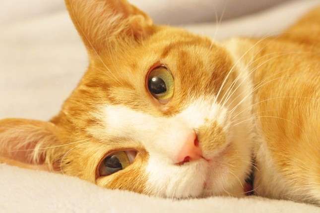「にゃあにゃあ」は猫の甘えのサイン 獣医「でも過度な甘えは危険な場合も…」