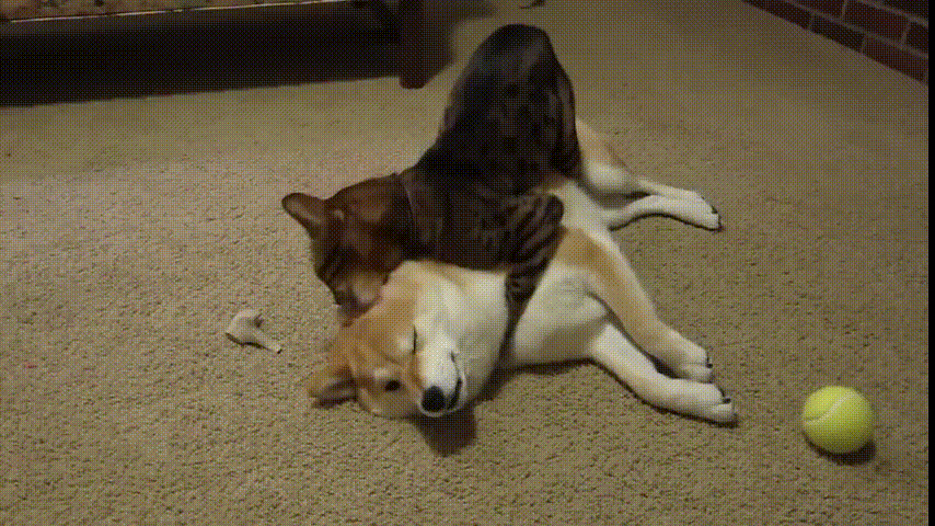 動物 on 動物