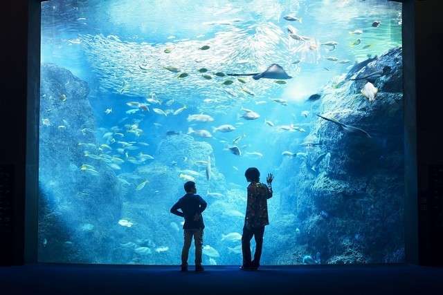 米津玄師、映画「海獣の子供」原作者の五十嵐大介と新江ノ島水族館で対談（音楽ナタリー） - Yahoo!ニュース