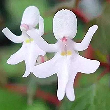 人間じゃないけど人間っぽいと思った画像を貼るトピ