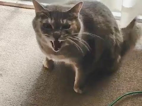 激おこの猫の態度が一変した魔法の一言 - YouTube