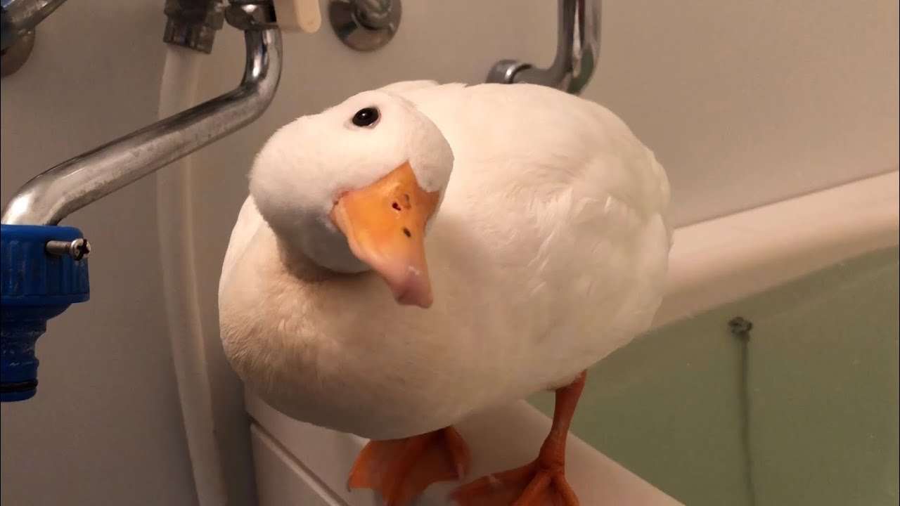 【コールダック】まん丸モコちゃん - YouTube