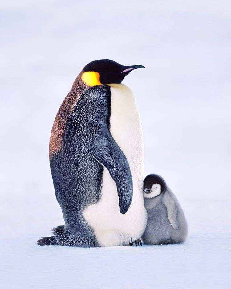【動物】親子の画像！