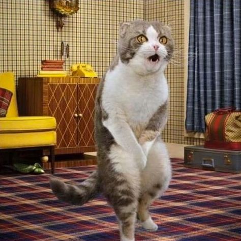 人間じゃないけど人間っぽいと思った画像を貼るトピ