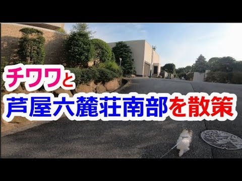 チワワと六麓荘南部を散策　Chihuahua Ashiya Rokurokusou - YouTube