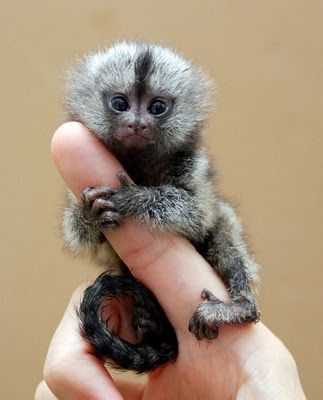 【画像】小動物の写真や動画が見たい！【癒し】