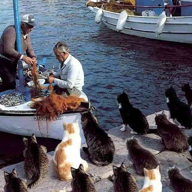 何かに夢中の動物たち