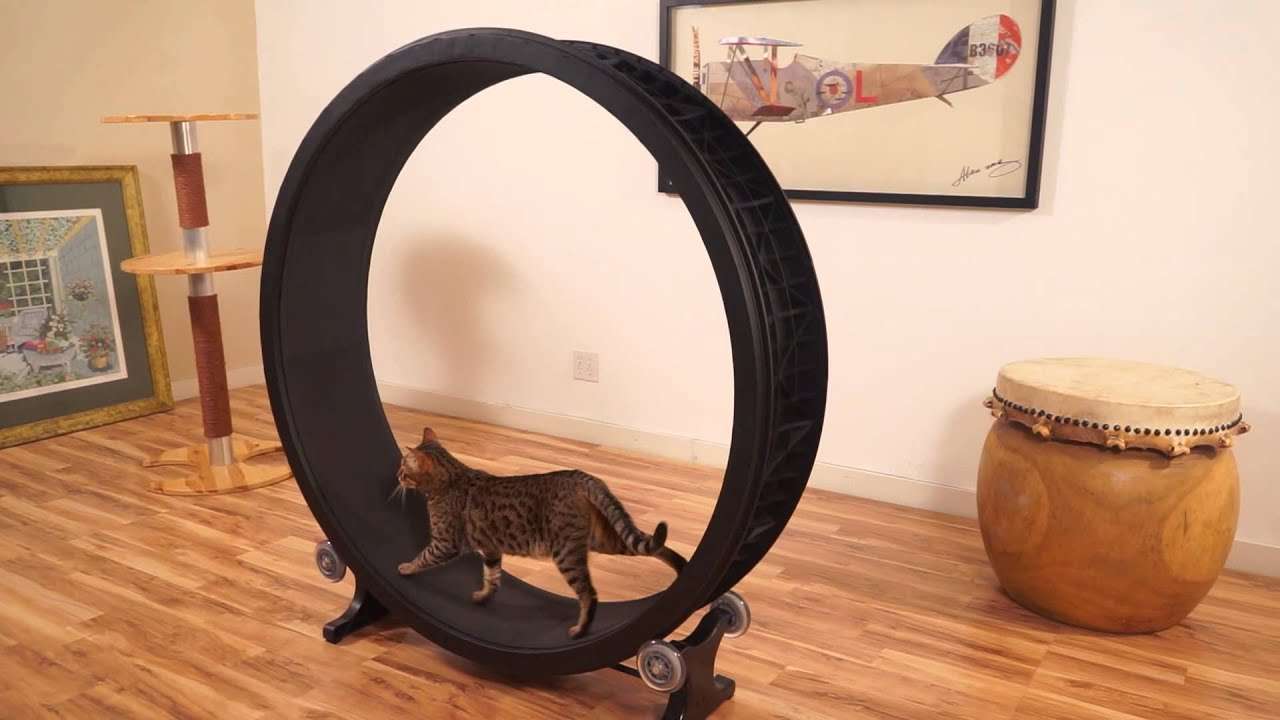 Cat Exercise Wheel - Kickstarter Video - YouTube