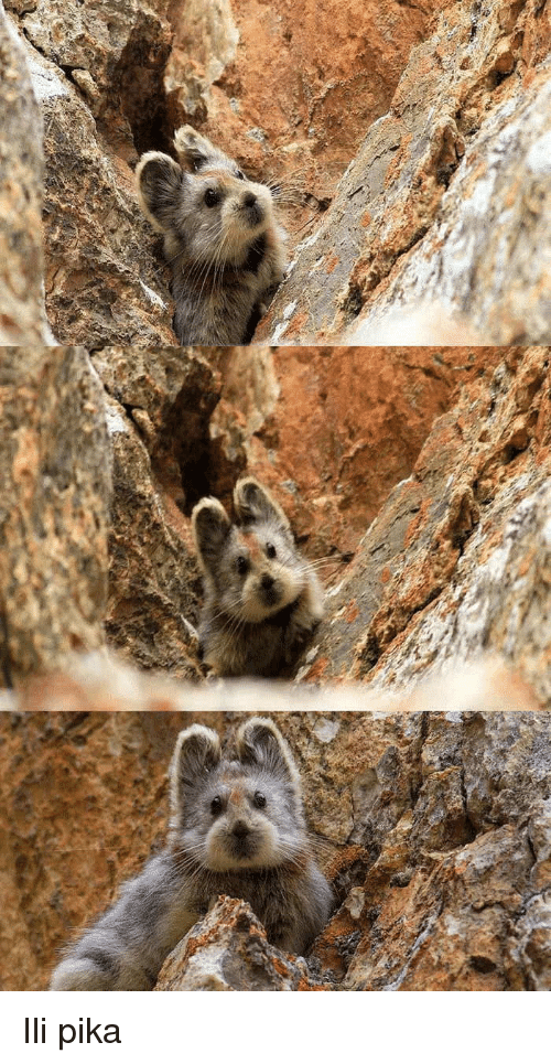 【画像】小動物の写真や動画が見たい！【癒し】