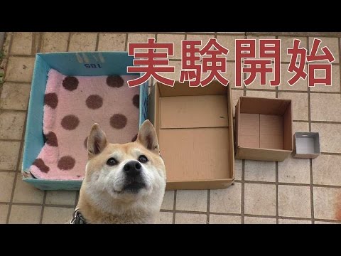 柴犬小春、実験！ハウスが小さくなったらどうする？？ - YouTube