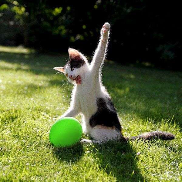 何かに夢中の動物たち