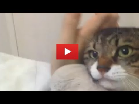 【キュン死確定！】10万リツイート超！！ご主人様を決して離さない猫ちゃんが可愛すぎるとTwitterで話題に！！ - YouTube
