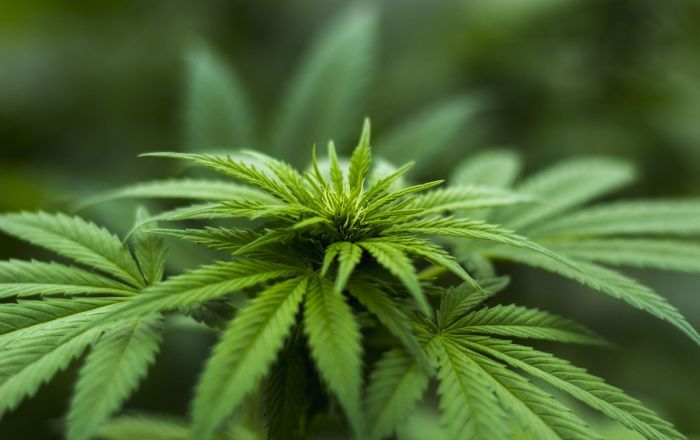 仏専門家、大麻合法化に「賛成」 - Sputnik 日本