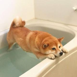 【画像】助けて～!と叫んでいそうな動物たち