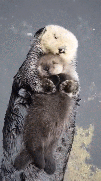【動物】親子の画像！