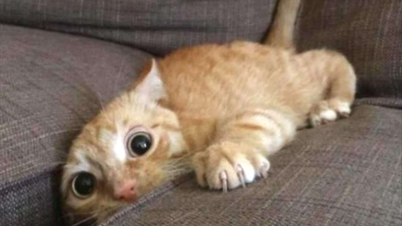 Top 10 Funny Cat Videos - Funny Cats 2017 - YouTube