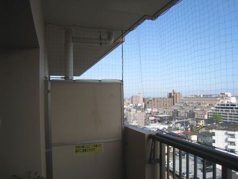 鳩の被害者集まれ