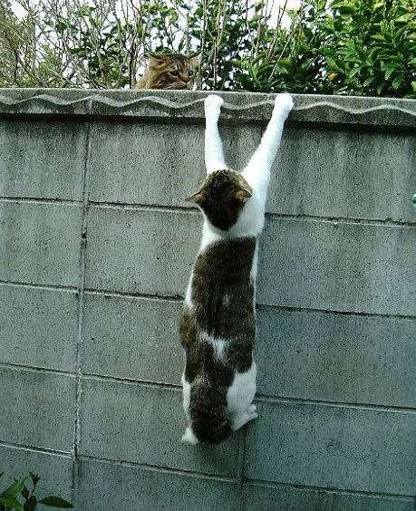【画像】助けて～!と叫んでいそうな動物たち