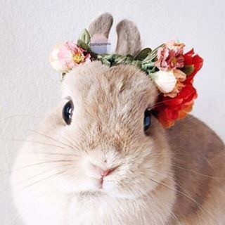 ウサギ好きのための雑談トピ🐰