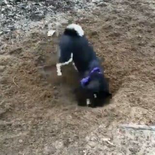 何かに夢中の動物たち