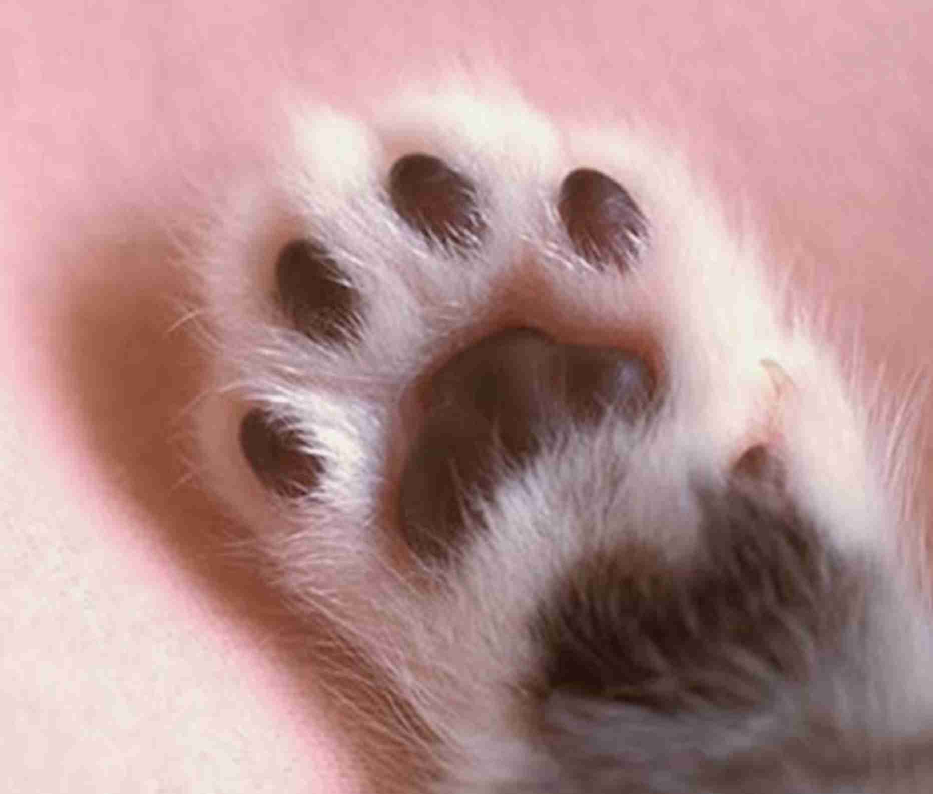 色んな肉球を見てみたい