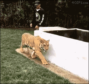 【ネタ画像＆GIF】とにかく癒してくれよ！のトピ