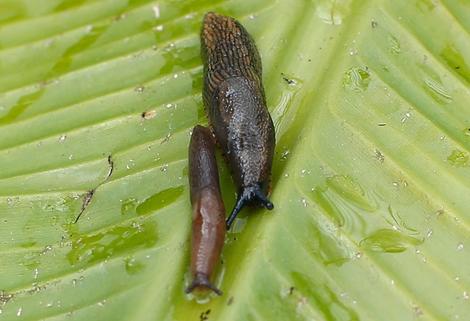 ナメクジを食べた男性、脳を侵す寄生虫で8年後に死亡 | ワールド | 最新記事 | ニューズウィーク日本版 オフィシャルサイト