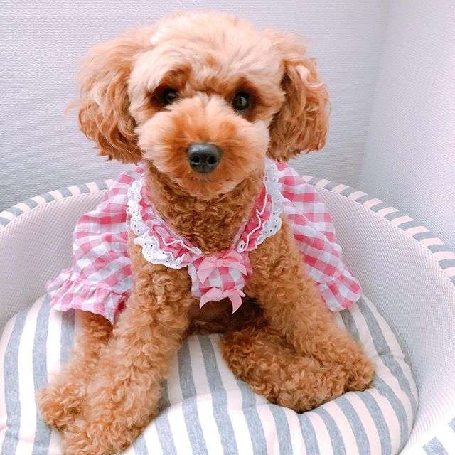渡辺美奈代、体調の悪くなった愛犬への雑な対応に非難轟々「本当に信じられない！」
