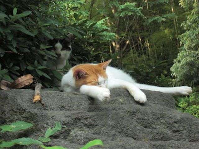 心霊写真風の猫画像ください