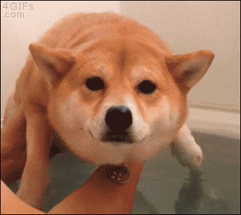 絶妙な表情をしてる画像を貼るトピ